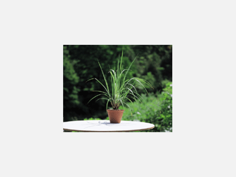 植物