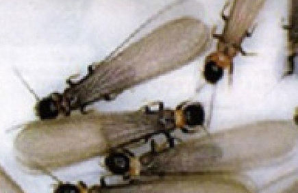 しろあり駆除・予防工事