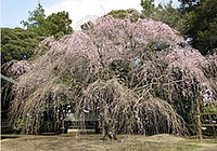 枝垂れ桜