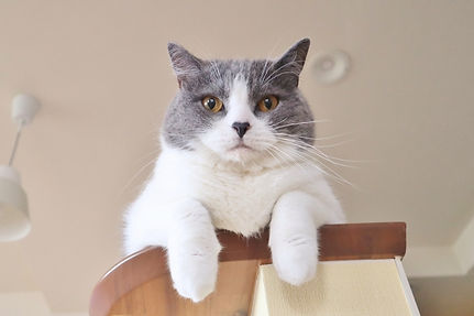 ねこ