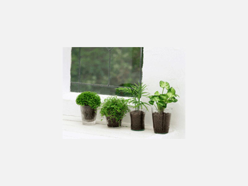 観葉植物