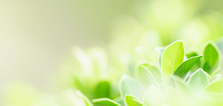緑の植物