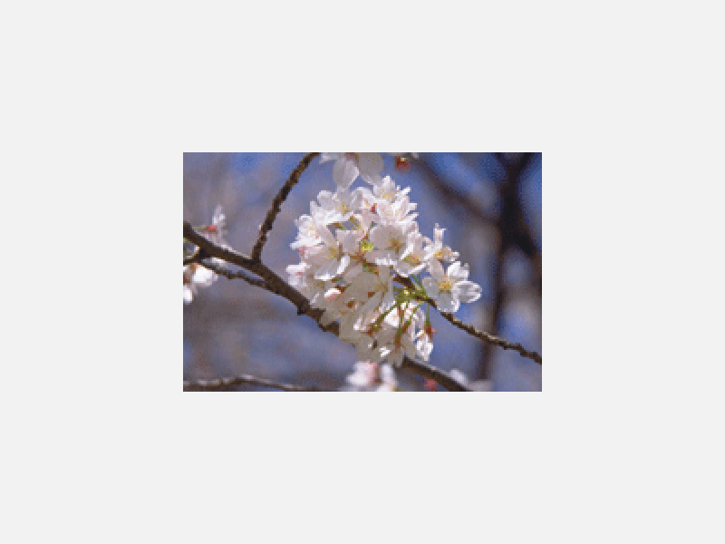 桜