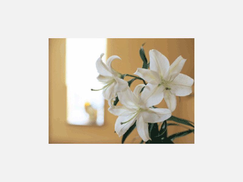 5.gif