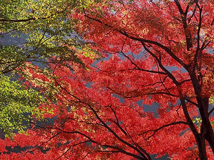 紅葉