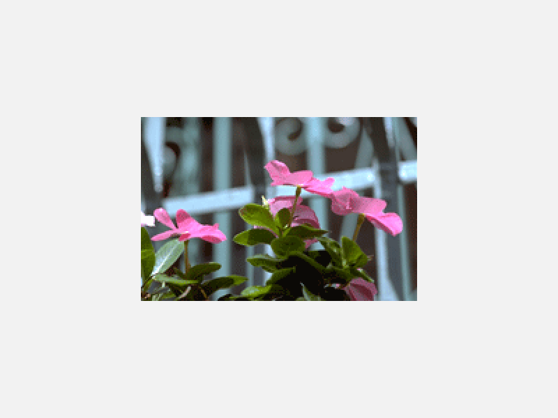 花