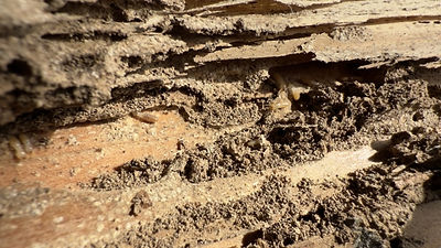 シロアリ予防施工・防腐・防カビ付(㎡)