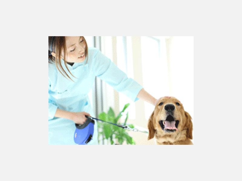 犬と人