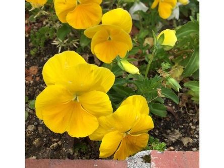 花
