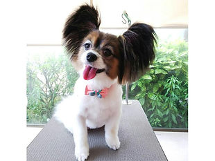 犬