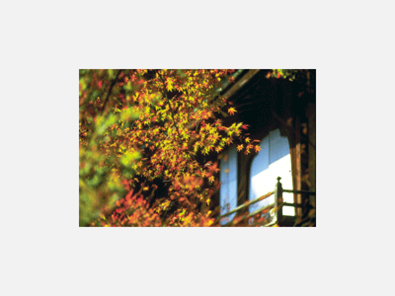 5.gif