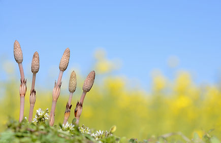 AGA治療(男性型脱毛症)
