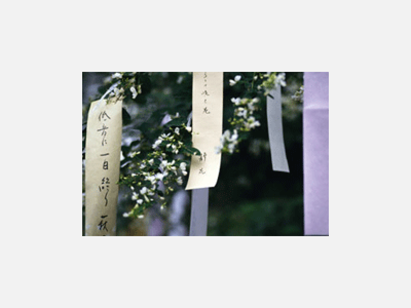 短冊