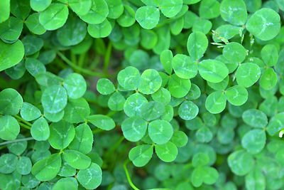 尖圭コンジローマ切除術