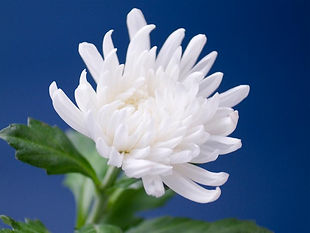 菊の花