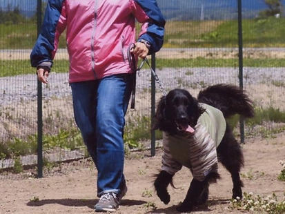 しつけ教室で訓練中