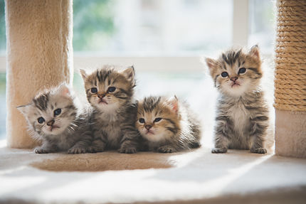 猫の検診