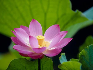 蓮の花_