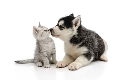 さかまち動物病院