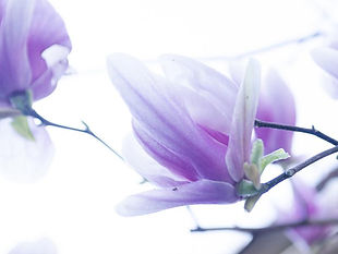 紫の花