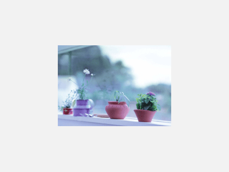 植物