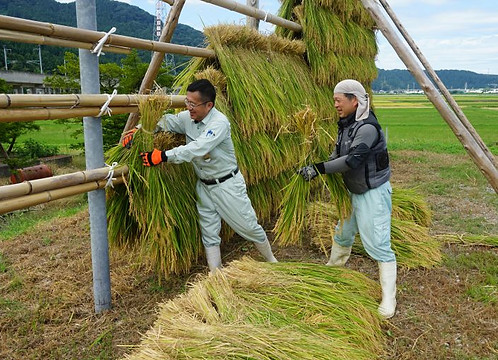 稲架掛け中の男性