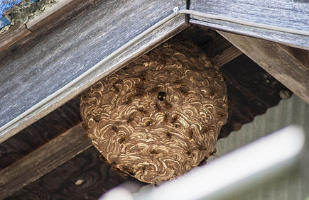 スズメバチ・害虫駆除