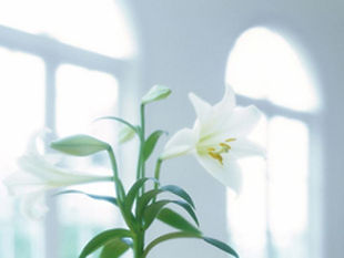 百合の花.jpg
