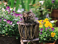 花と猫