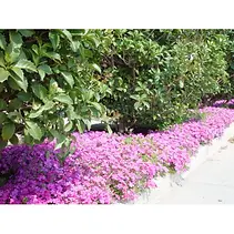 造園工事(公園・工場緑地)