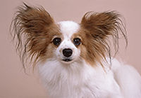 犬
