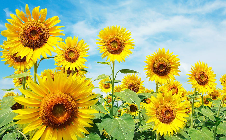 ひまわり (税理士法人)