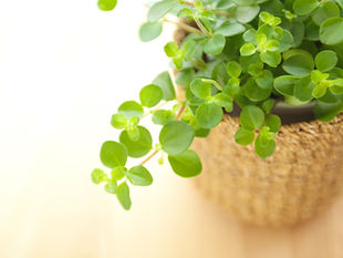 緑 植物