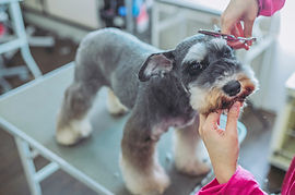 トリミング中の犬