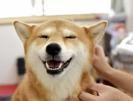 犬