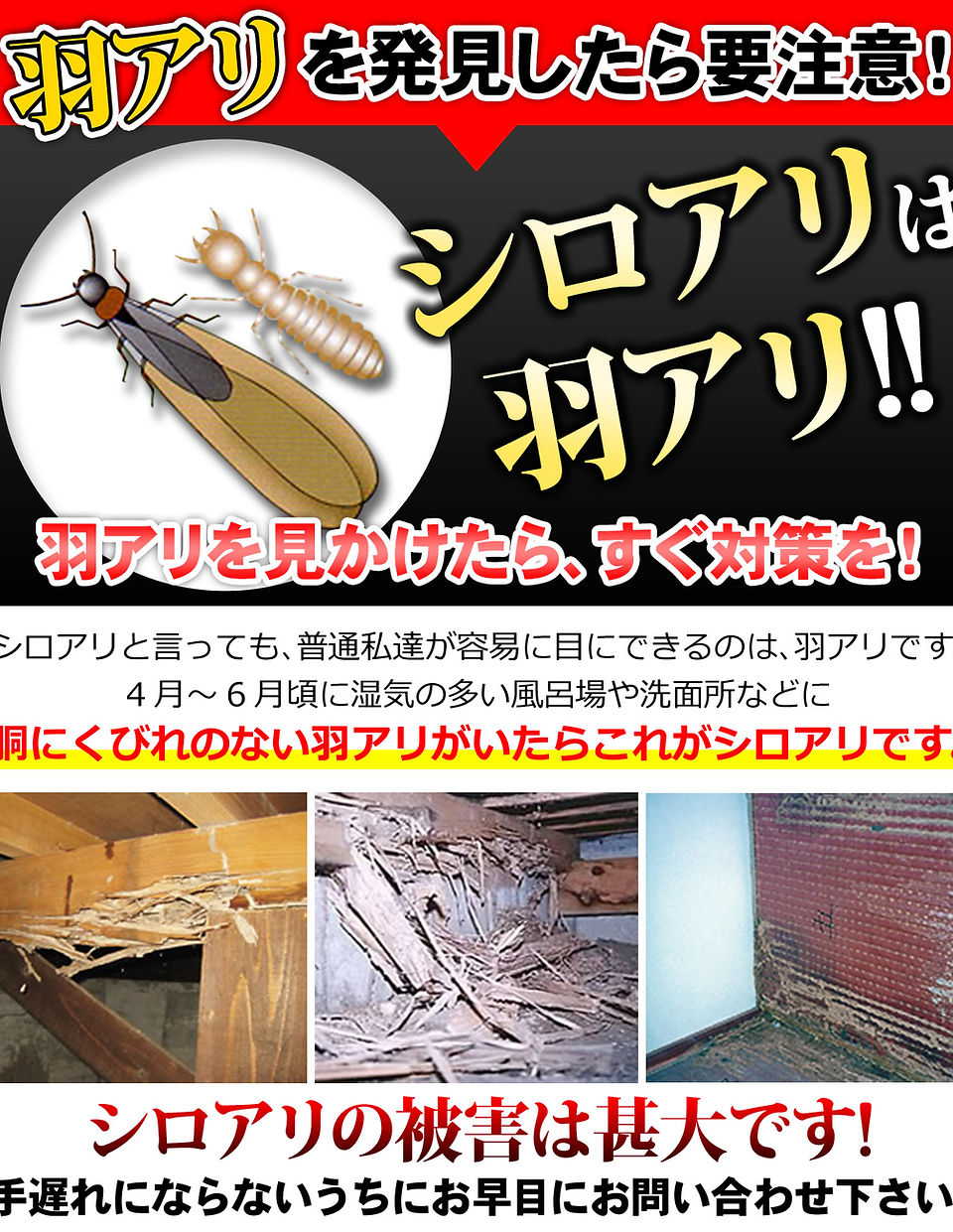 シロアリ注意の画像