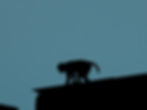 Monkey art poster blue.jpg