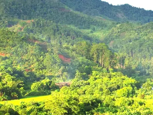 Madagascar récompensé pour sa lutte contre la déforestation avec 8,8 millions de dollars