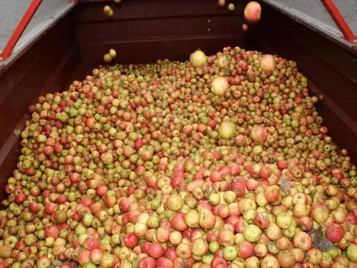 Industrialisation rurale : transformation des pommes en cidre pour développer Antsirabe II
