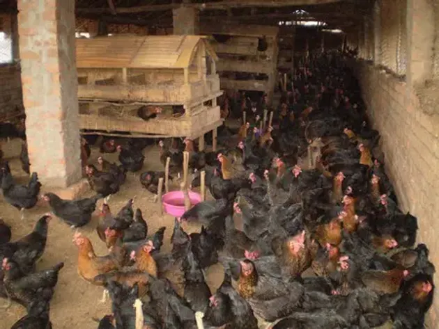 La race Kuroiler stimule l'aviculture dans le sud de Madagascar