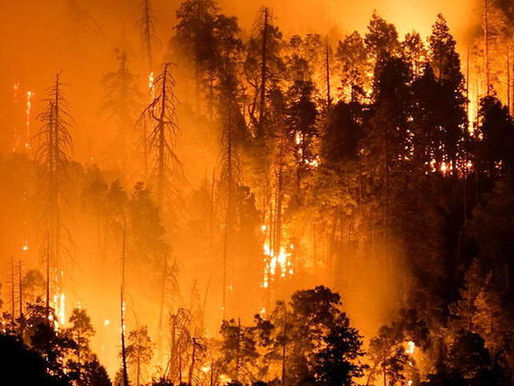 Débat en Californie : faut-il replanter les séquoias détruits par les incendies ?