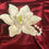 Thumbnail: "Classic Belle"  Pearl Bracelet
