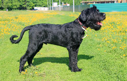 РЧТ "От Тайного Желания"