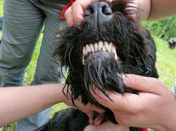 РЧТ "От Тайного Желания"