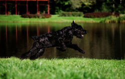 РЧТ "От Тайного Желания"