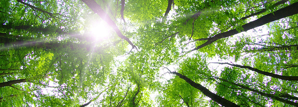 Forest Trees_edited.jpg