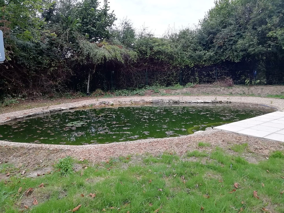 school pond