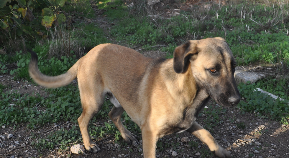 dog dancing in a field