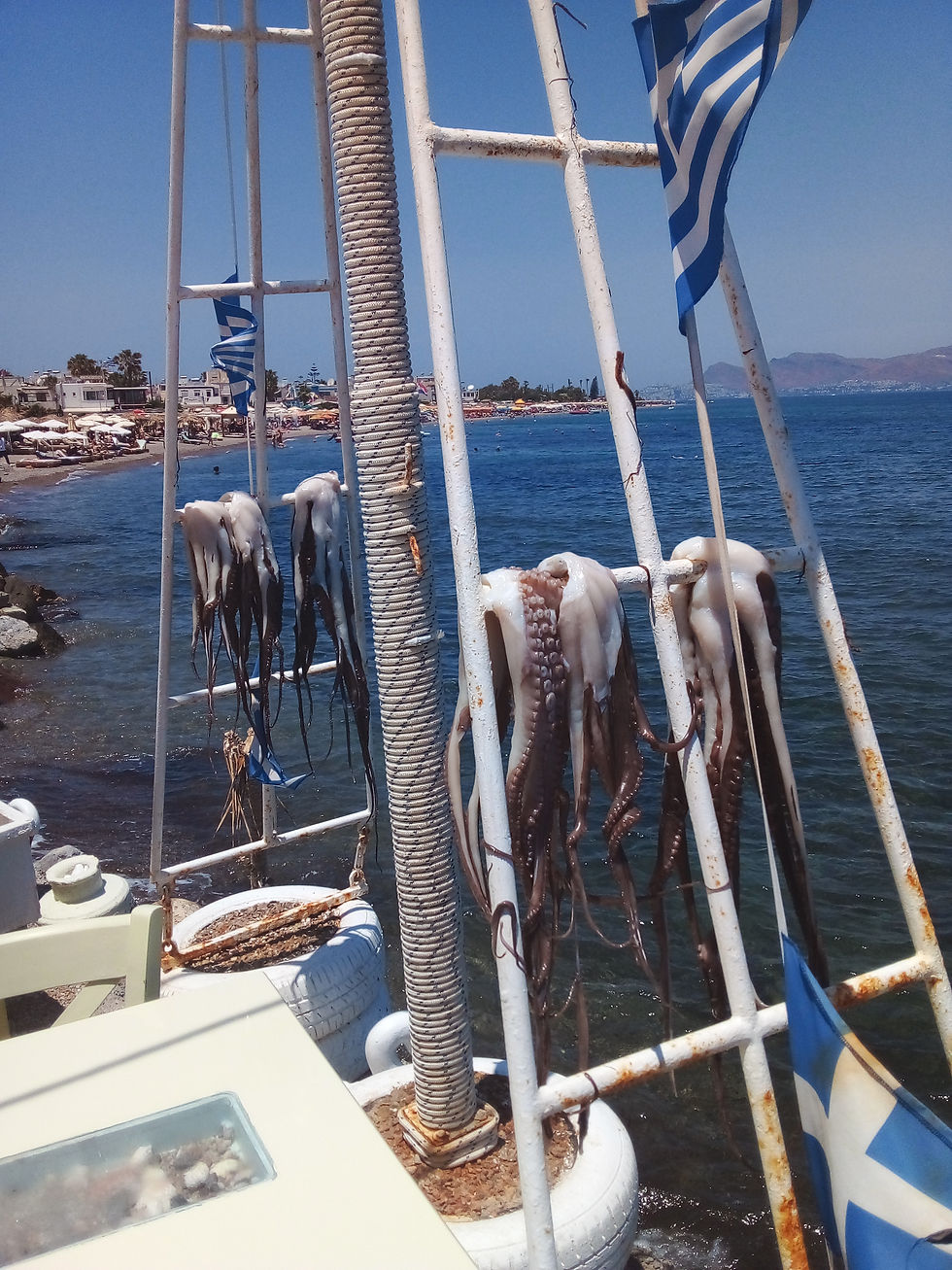 Octopi drying in the sun