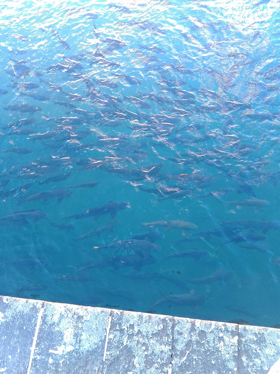 Fish in Balikligol